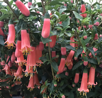 Correa pulchella 'Pink Mist' 